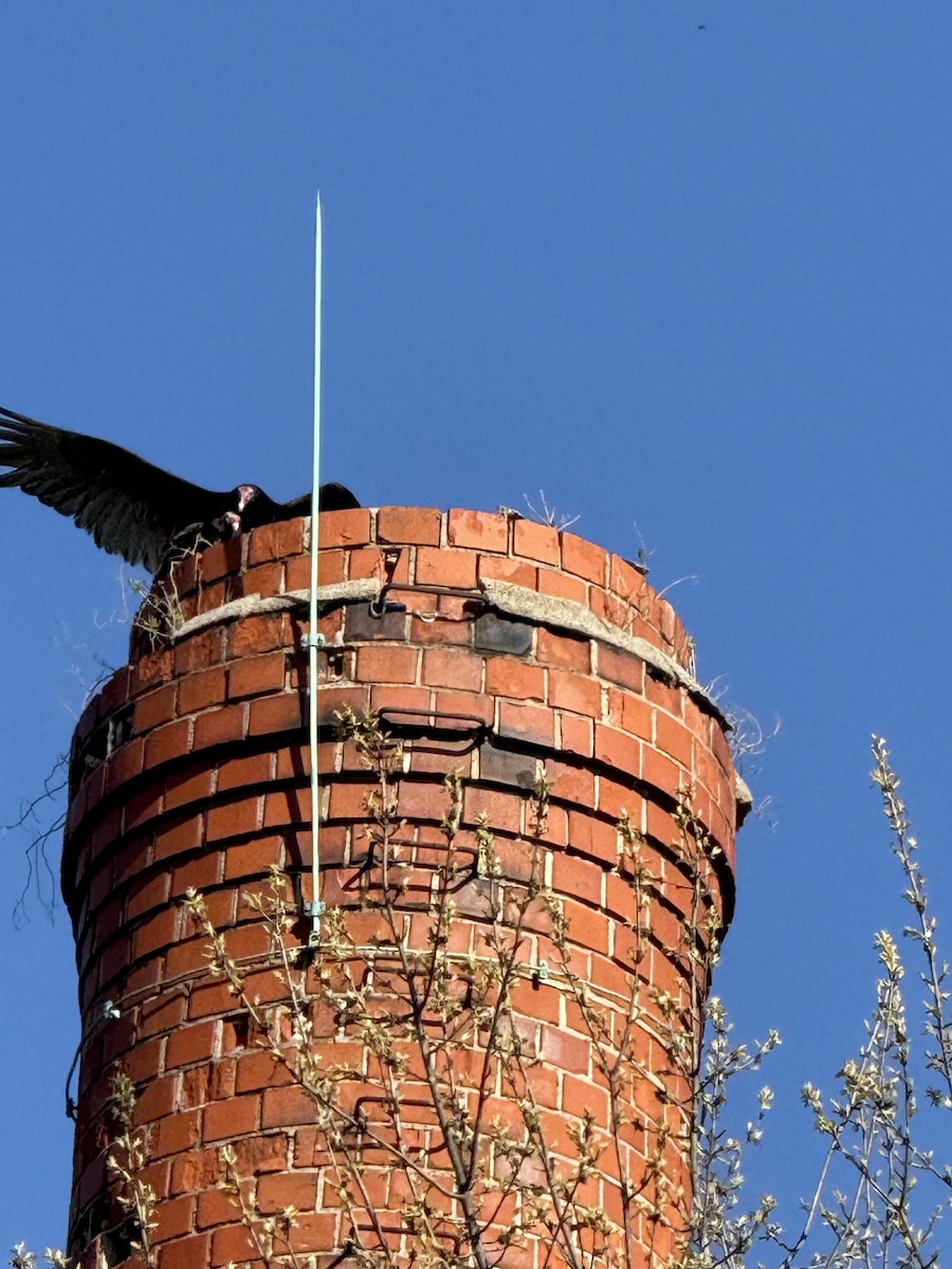 Turkey Vulture - ML633928551