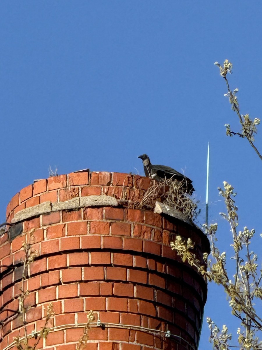 Black Vulture - ML633928565