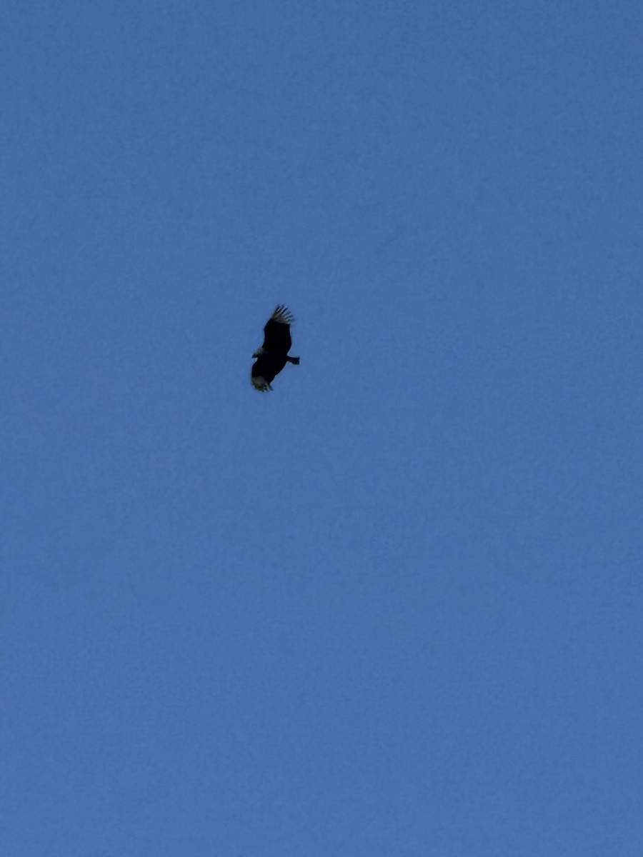 Black Vulture - ML633928575