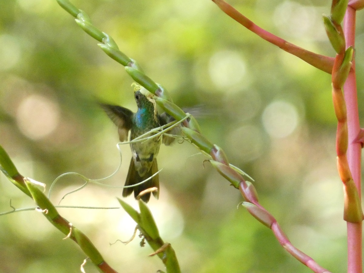 Honduran Emerald - ML633928648