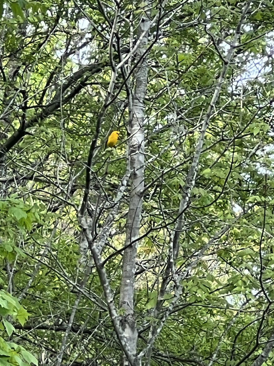 Prothonotary Warbler - ML633928706