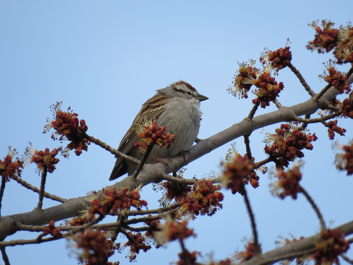 Chipping Sparrow - ML633928741