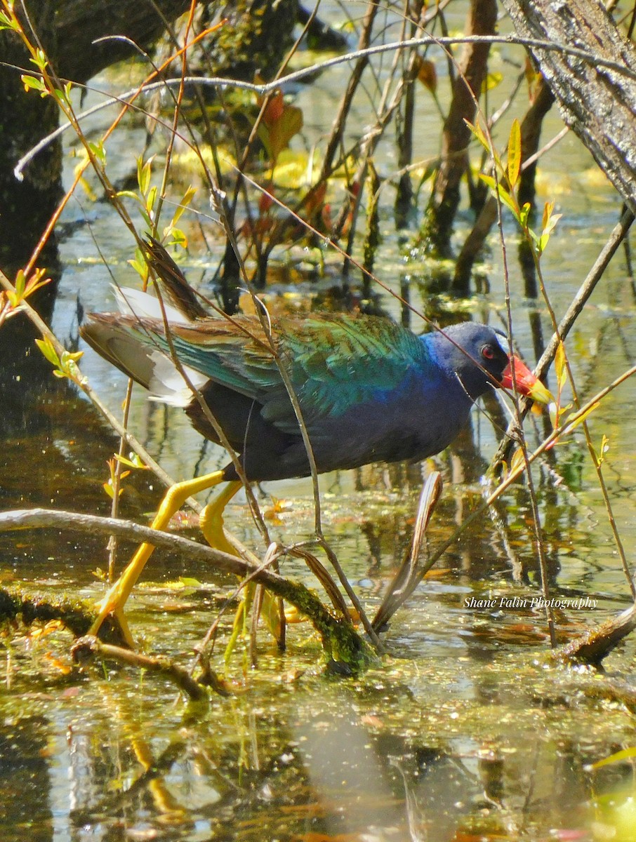 Purple Gallinule - ML633928789