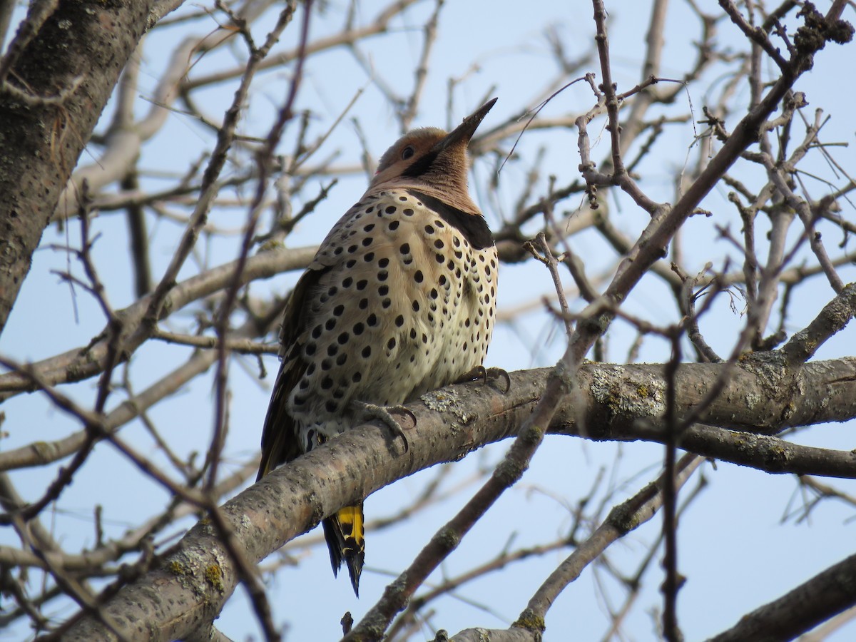 Northern Flicker - ML633928800