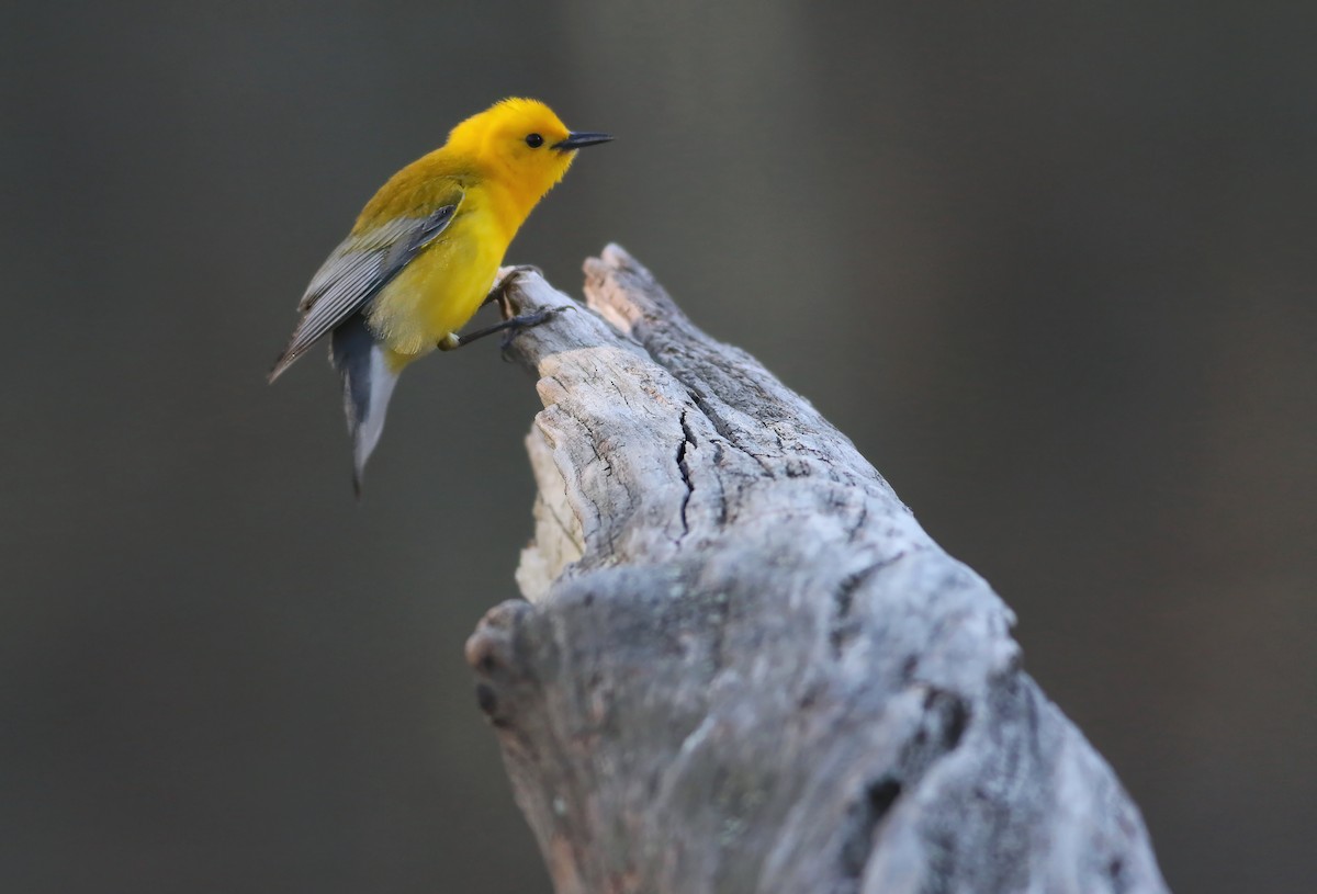 Prothonotary Warbler - ML633928890