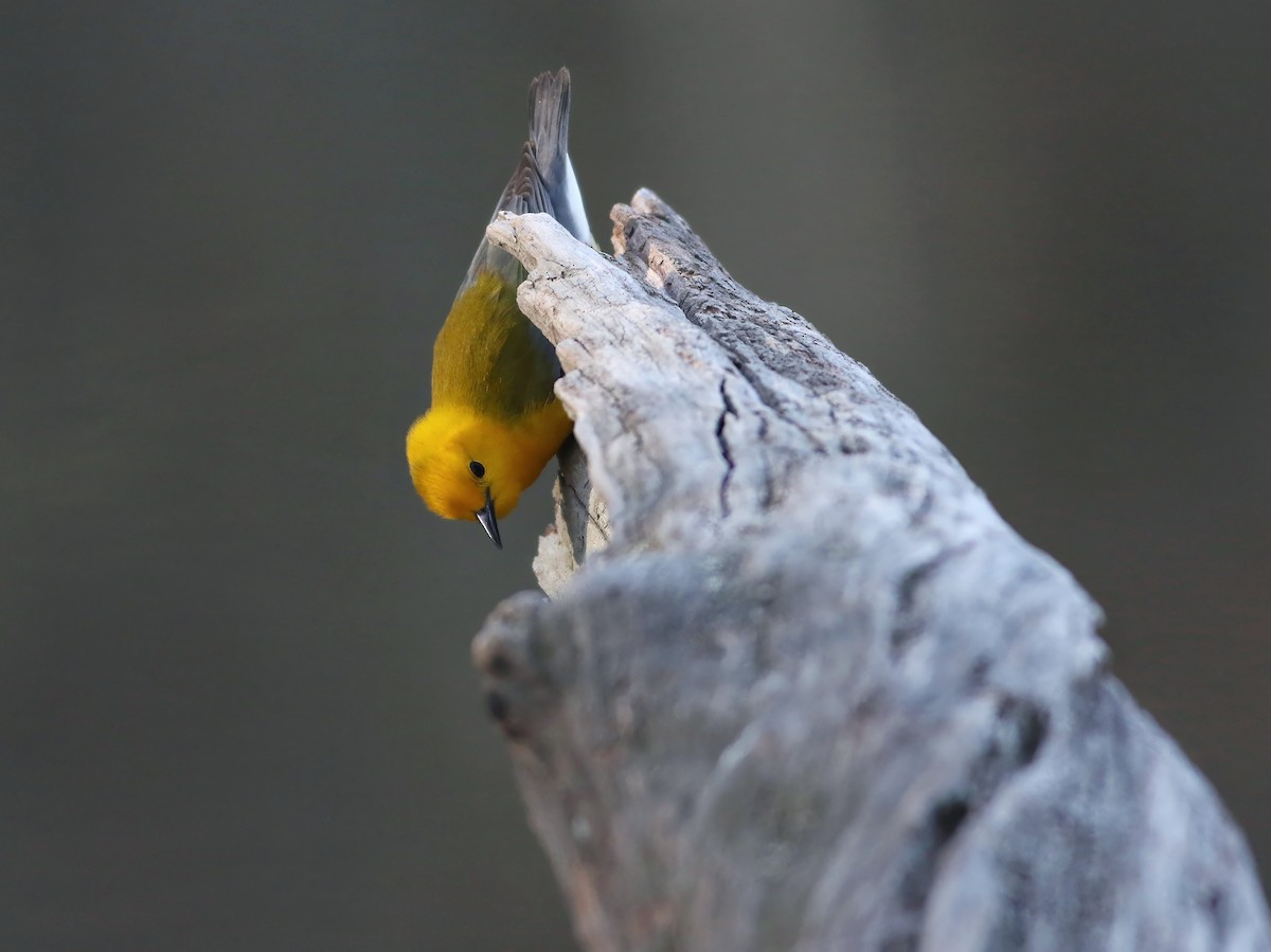 Prothonotary Warbler - ML633928891