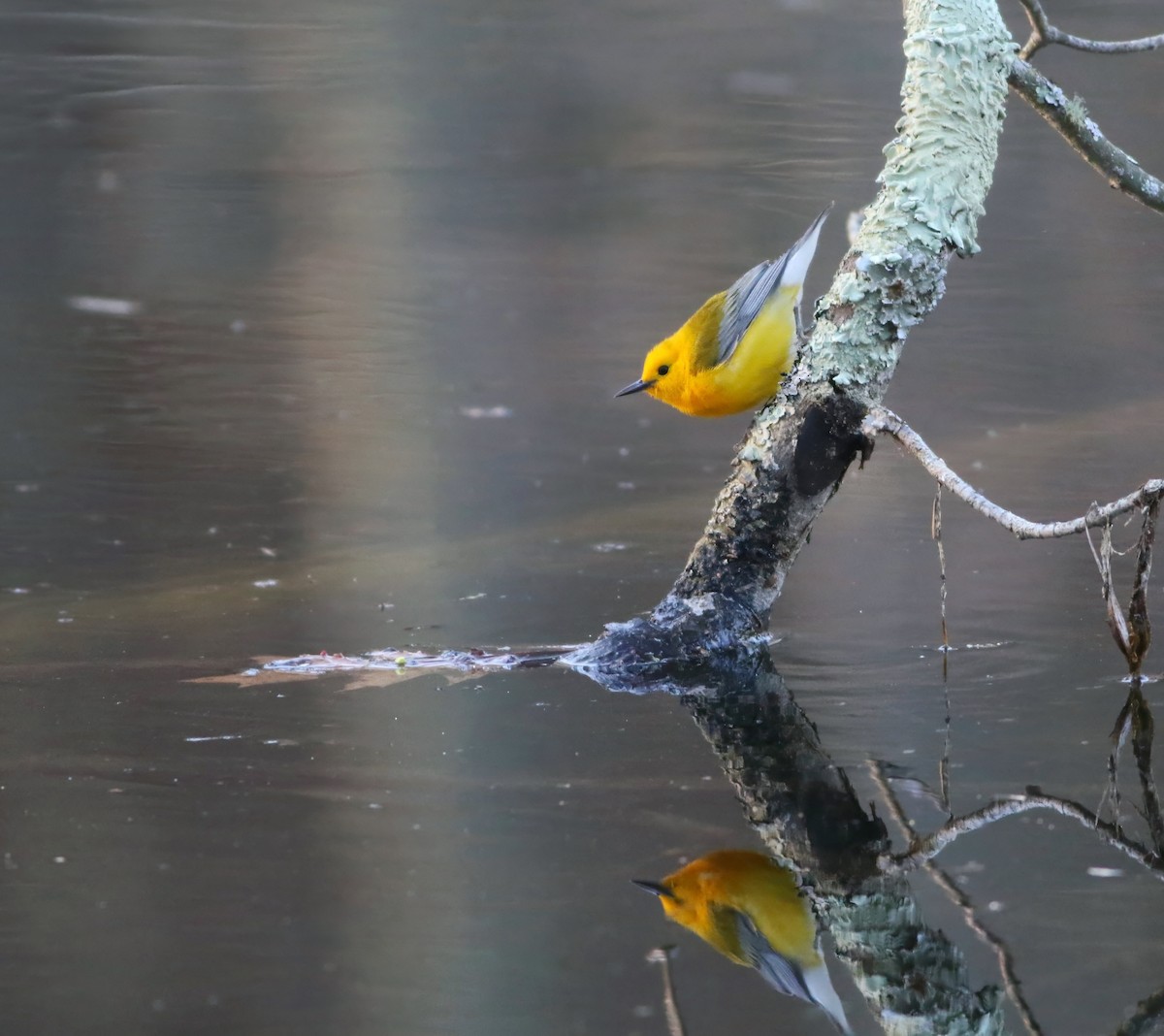 Prothonotary Warbler - ML633928892