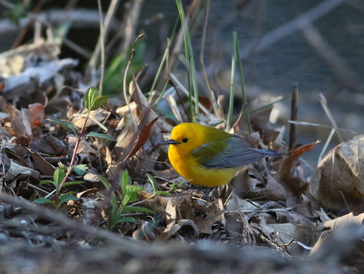 Prothonotary Warbler - ML633928893