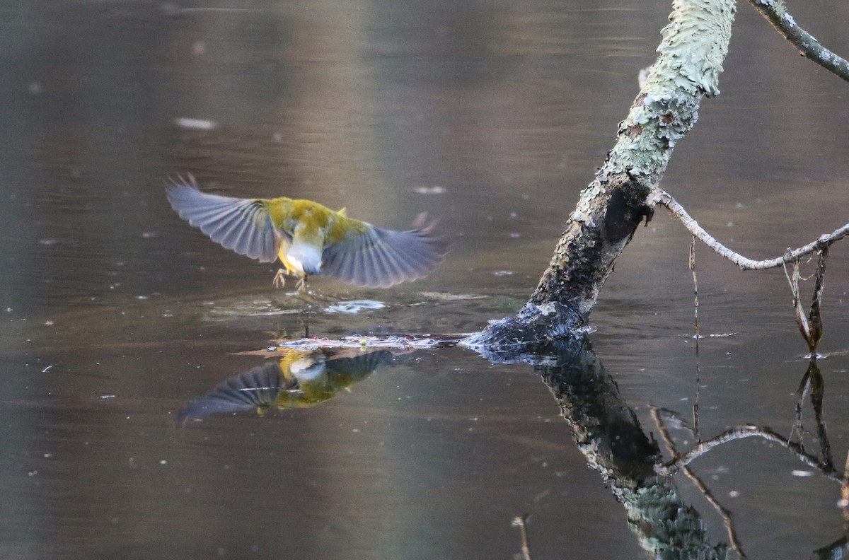 Prothonotary Warbler - ML633928895