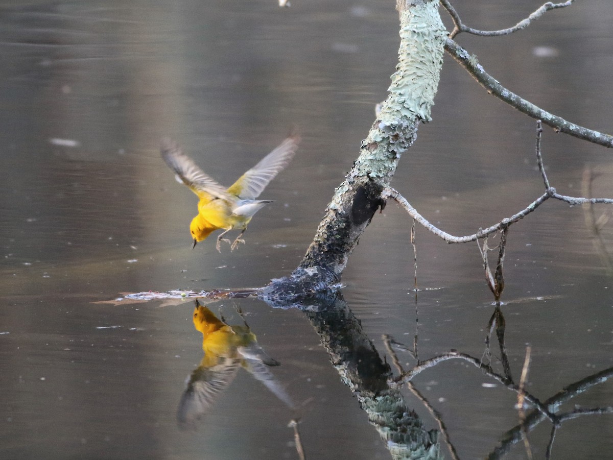 Prothonotary Warbler - ML633928896