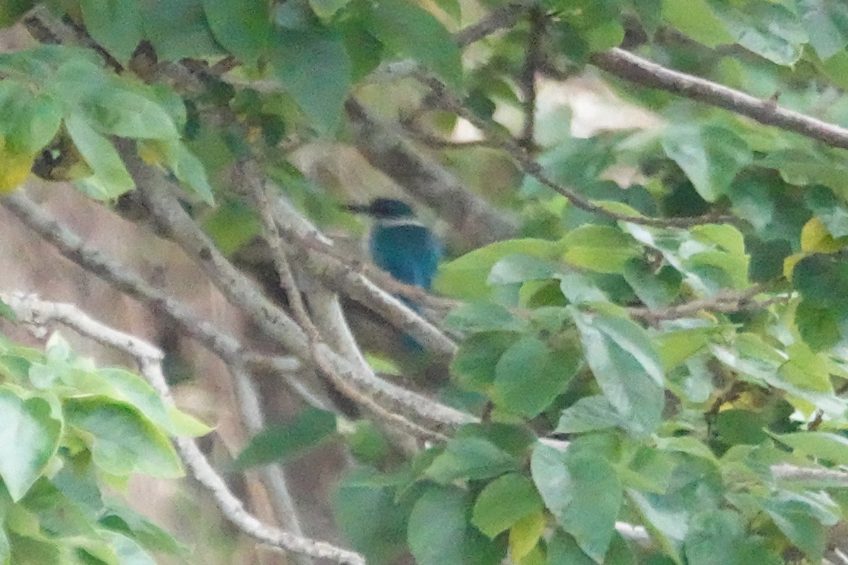 Collared Kingfisher - ML633928906