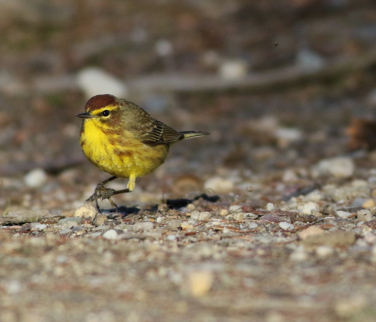 Palm Warbler (Yellow) - ML633928908