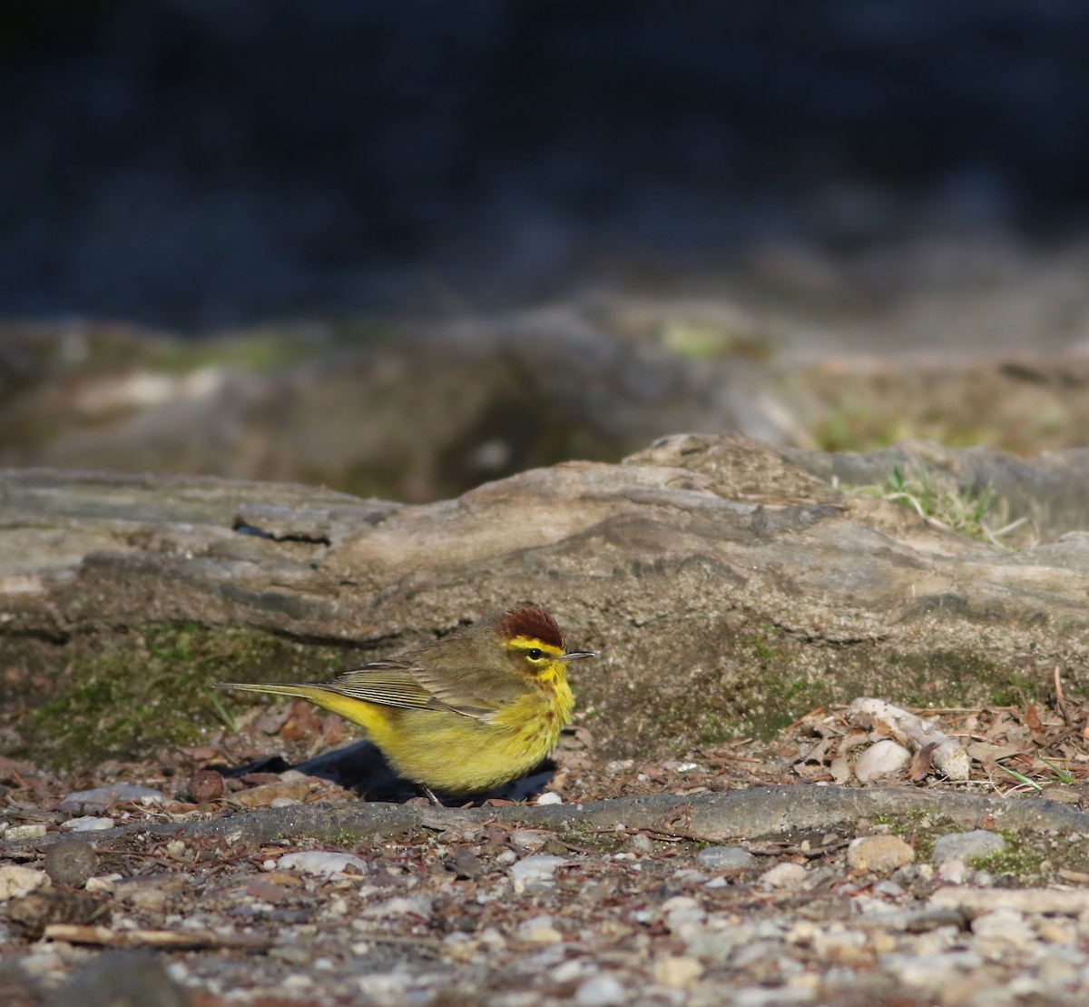 Palm Warbler (Yellow) - ML633928909