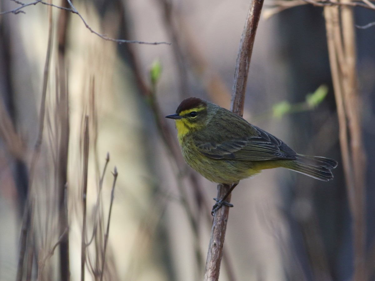 Palm Warbler (Yellow) - ML633928910