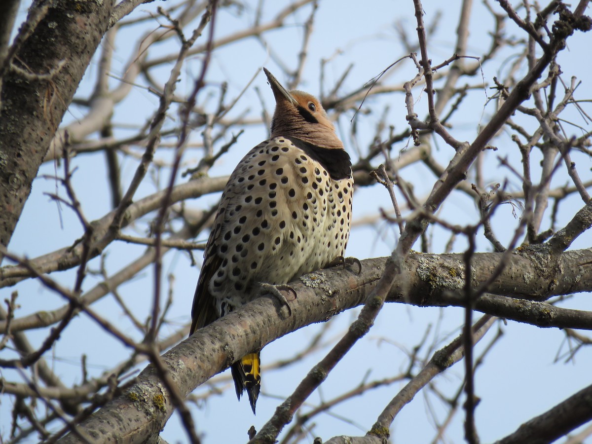Northern Flicker - ML633928974