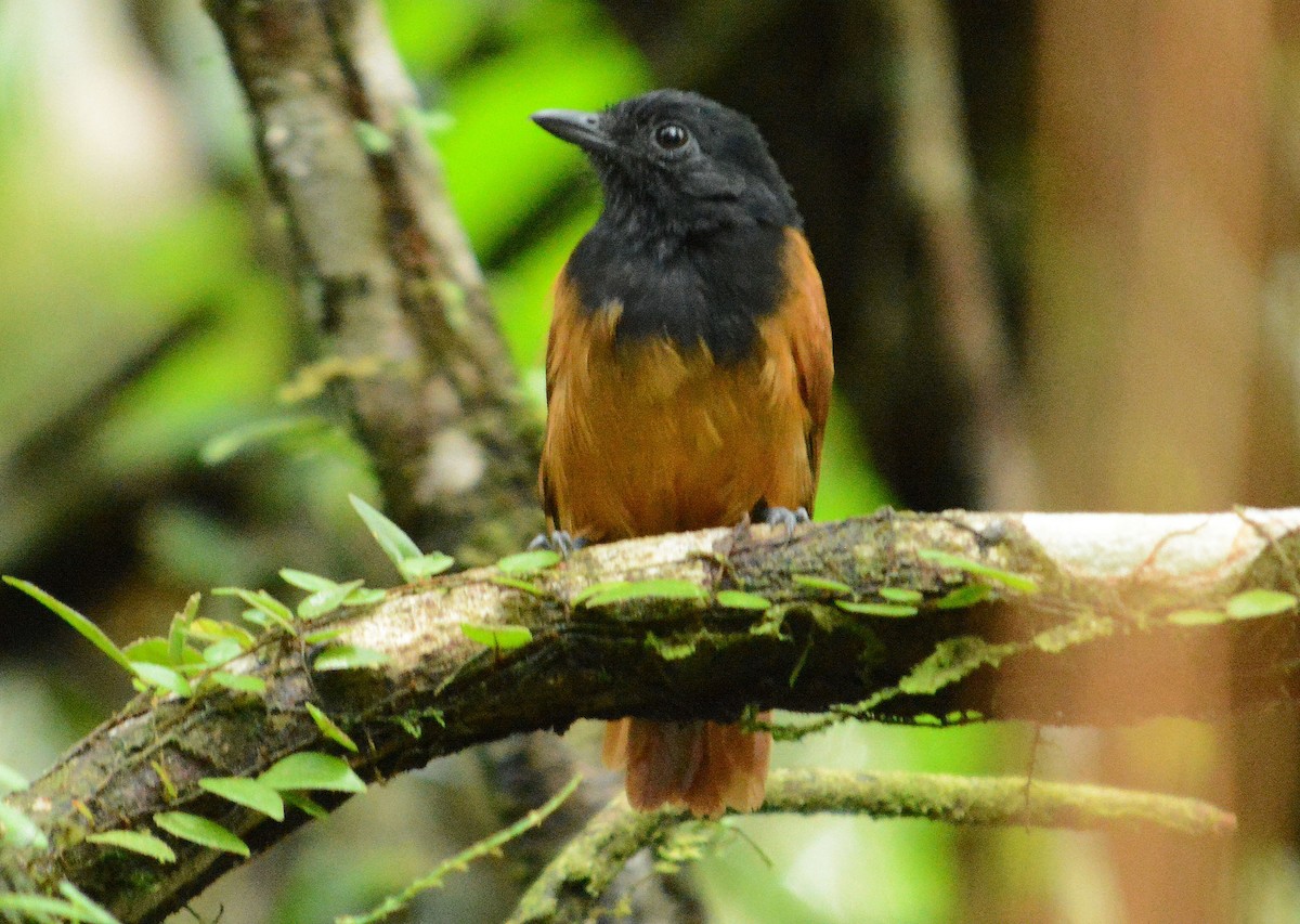 Cocha Antshrike - ML633929006