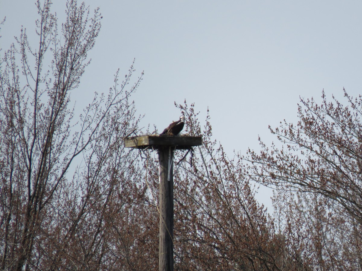 Osprey - ML633929034