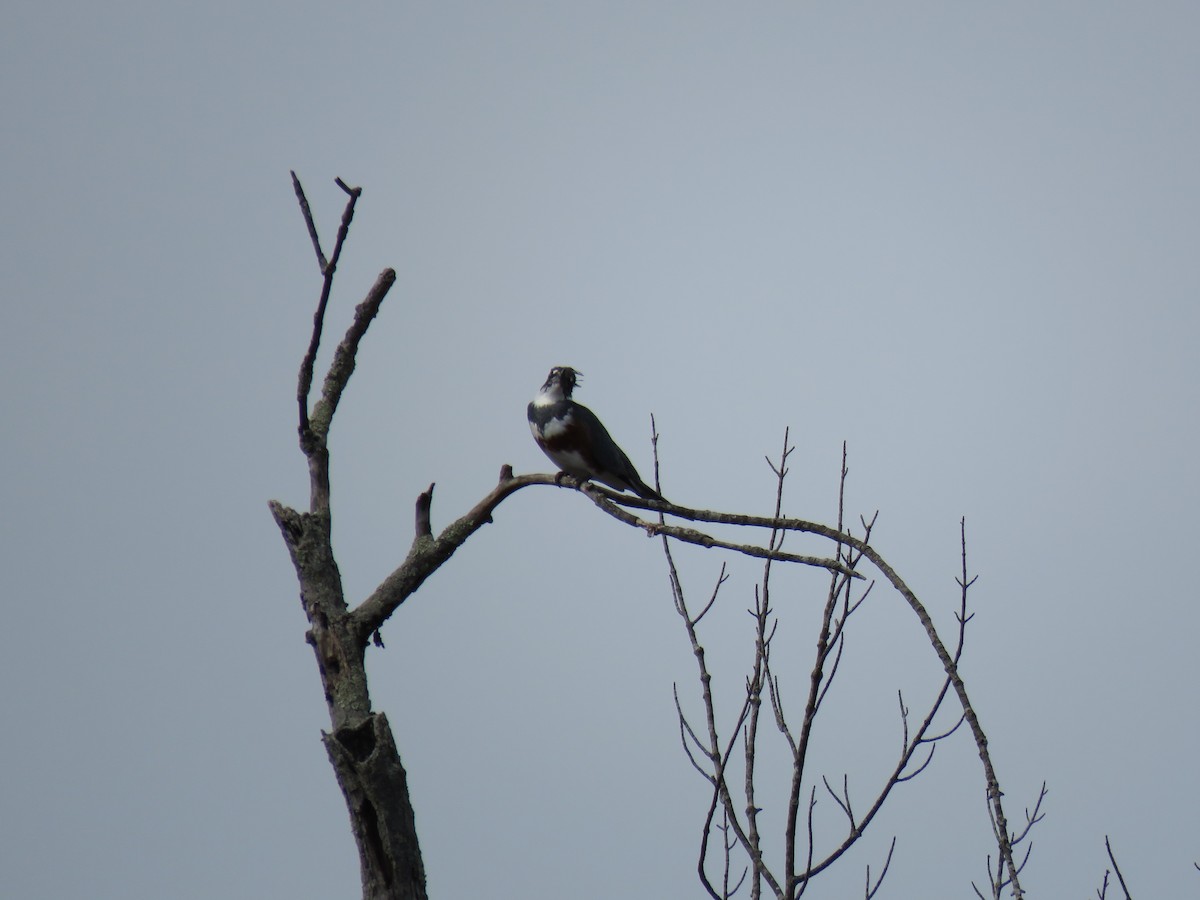 Belted Kingfisher - ML633929055