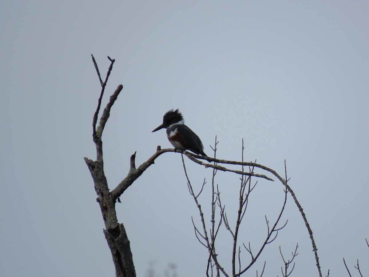 Belted Kingfisher - ML633929132
