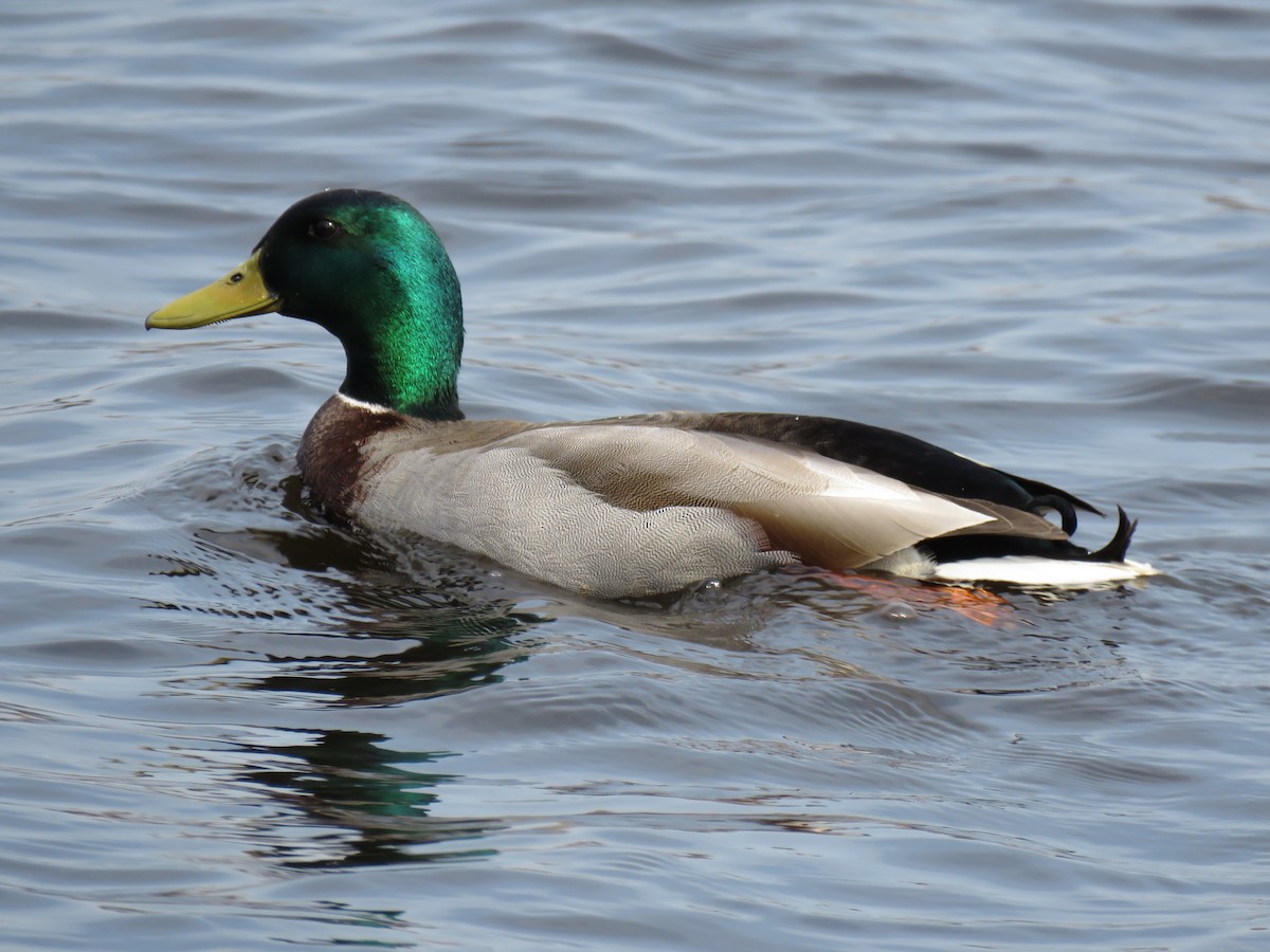 Mallard - ML633929198