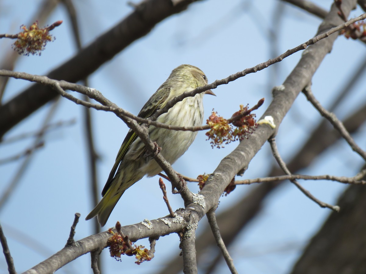 Pine Siskin - ML633929262