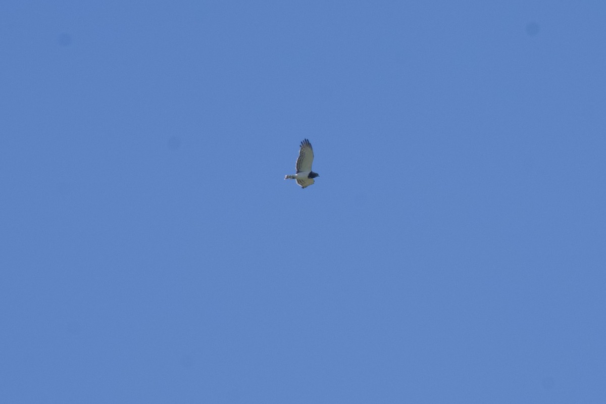 Black-chested Snake-Eagle - ML633929271