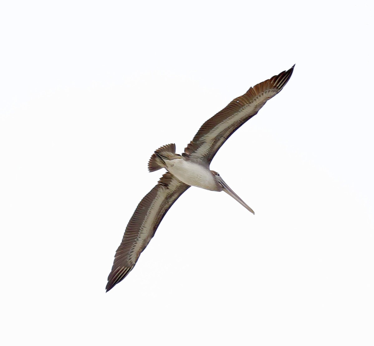 Brown Pelican (Southern) - ML633929347