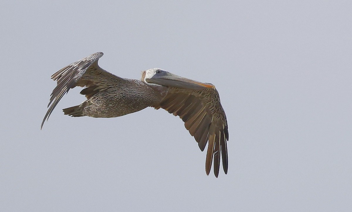 Brown Pelican (Southern) - ML633929350