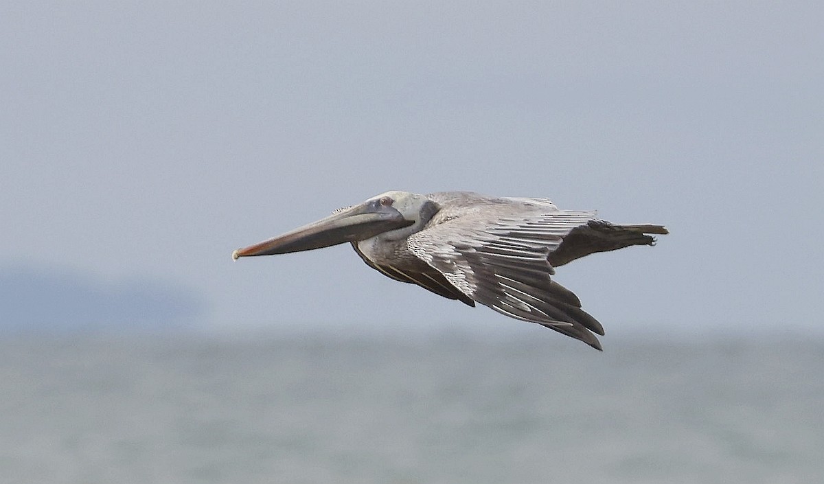 Brown Pelican (Southern) - ML633929351