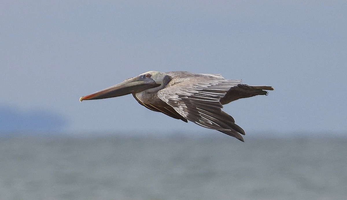 Brown Pelican (Southern) - ML633929352