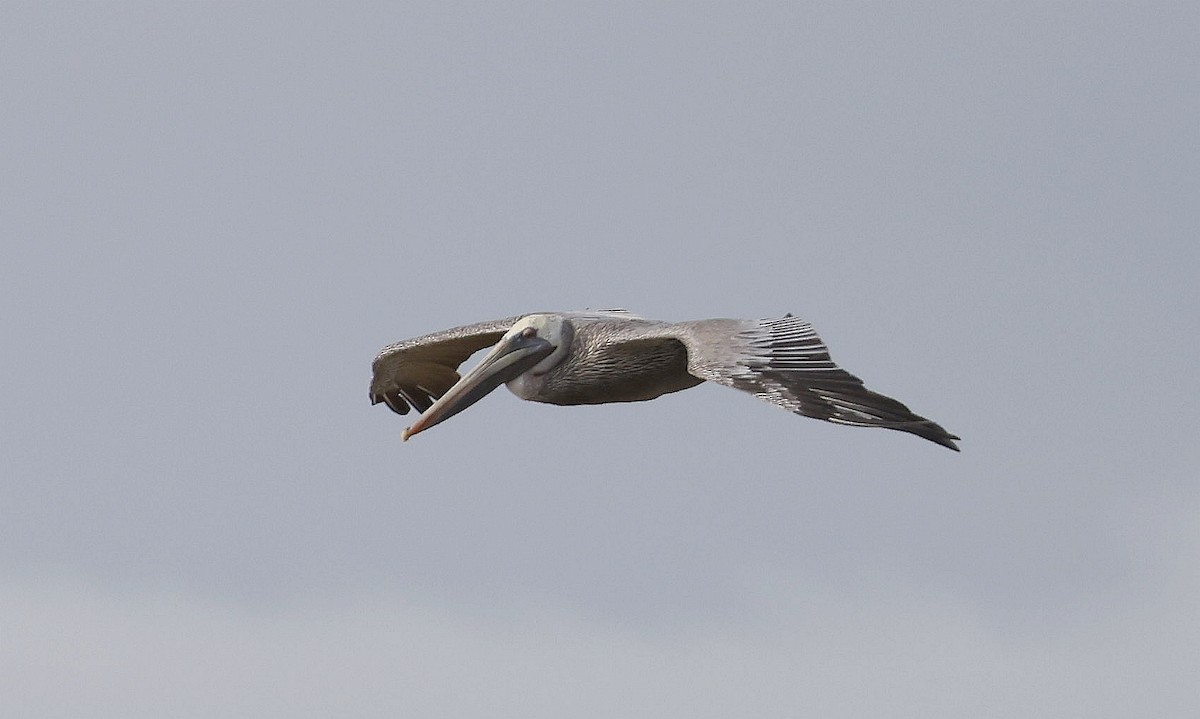Brown Pelican (Southern) - ML633929354