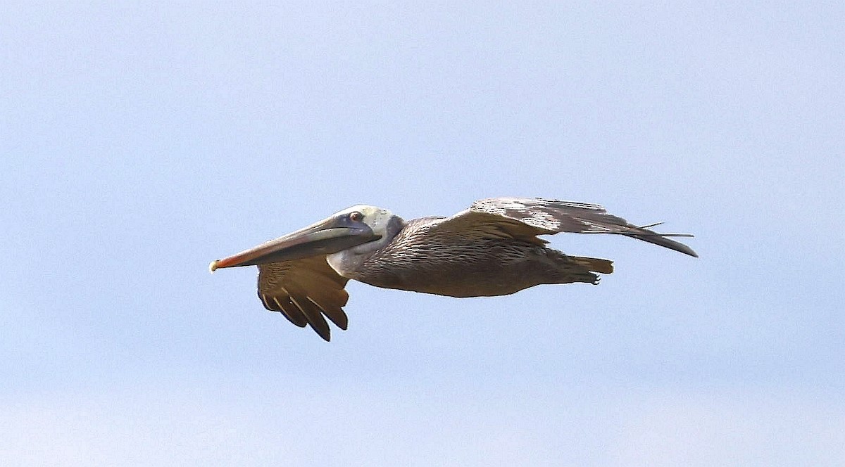 Brown Pelican (Southern) - ML633929356