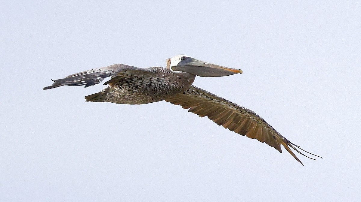 Brown Pelican (Southern) - ML633929357