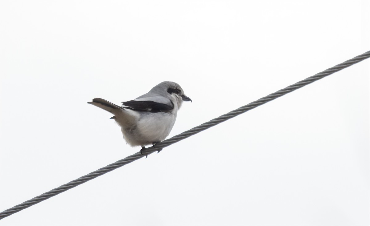 Northern Shrike - Jay Gilliam