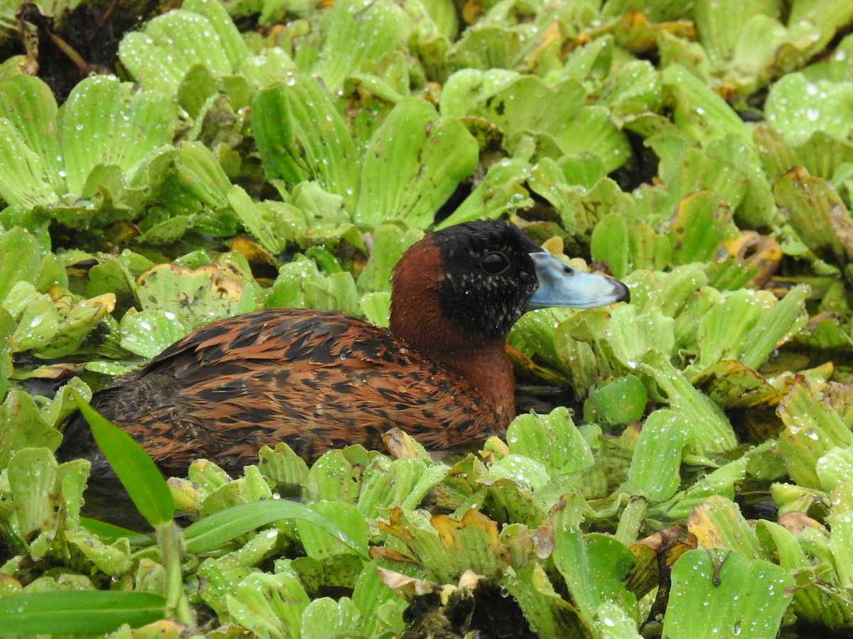 Masked Duck - ML633929388