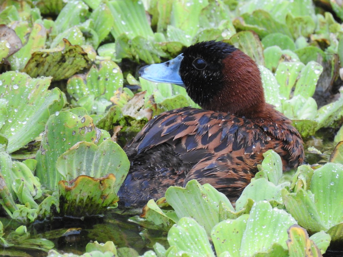 Masked Duck - ML633929451