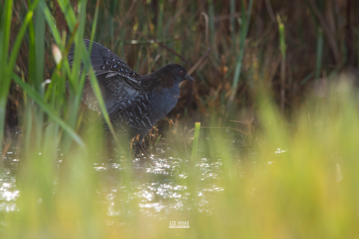 Dot-winged Crake - ML633929476