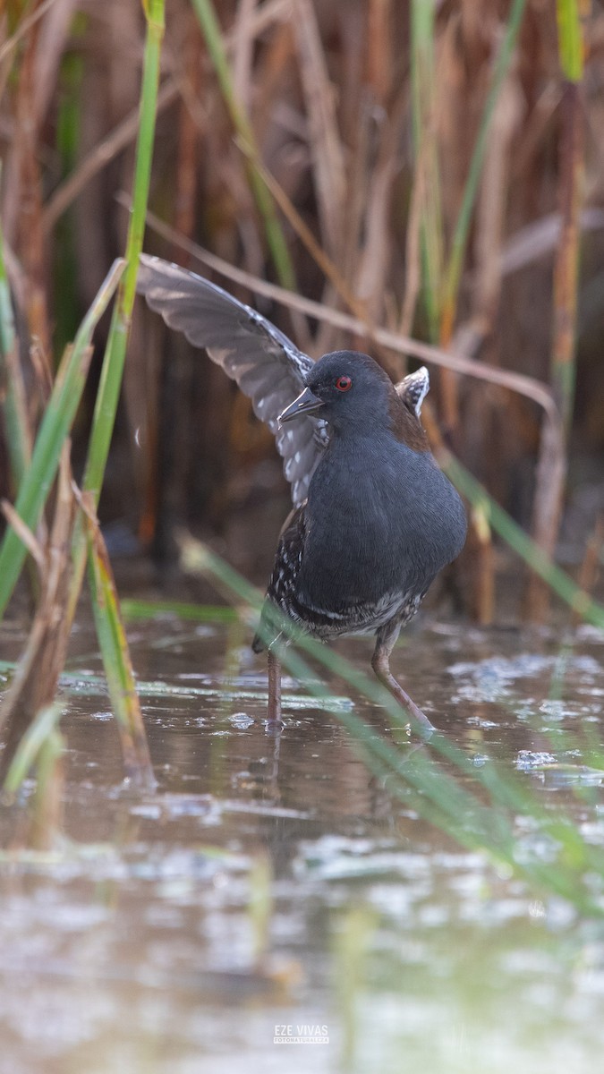 Dot-winged Crake - ML633929477