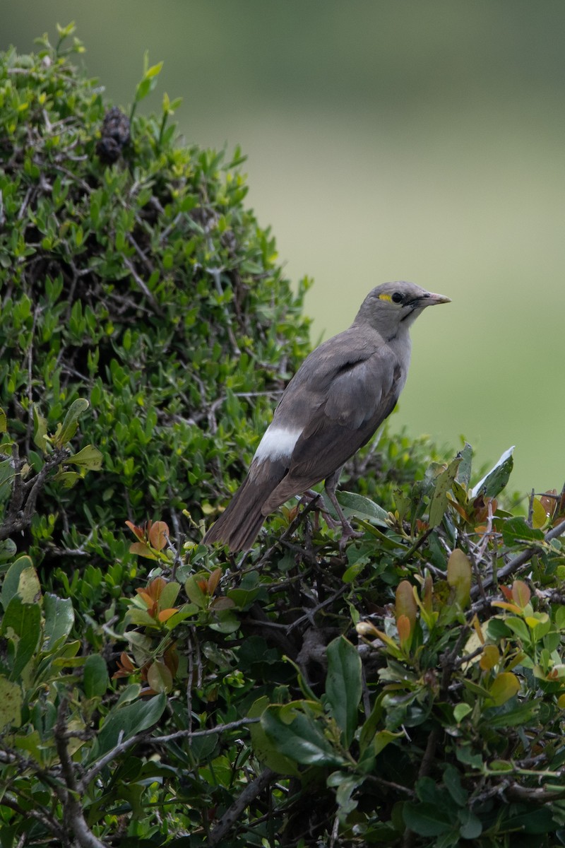 Wattled Starling - ML633929581