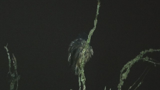 Stygian Owl - ML633929676
