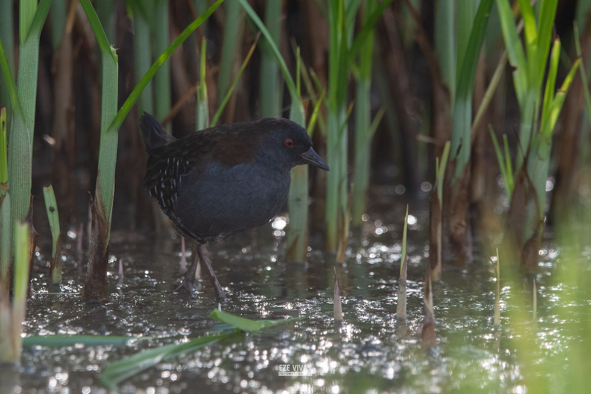 Dot-winged Crake - ML633929685