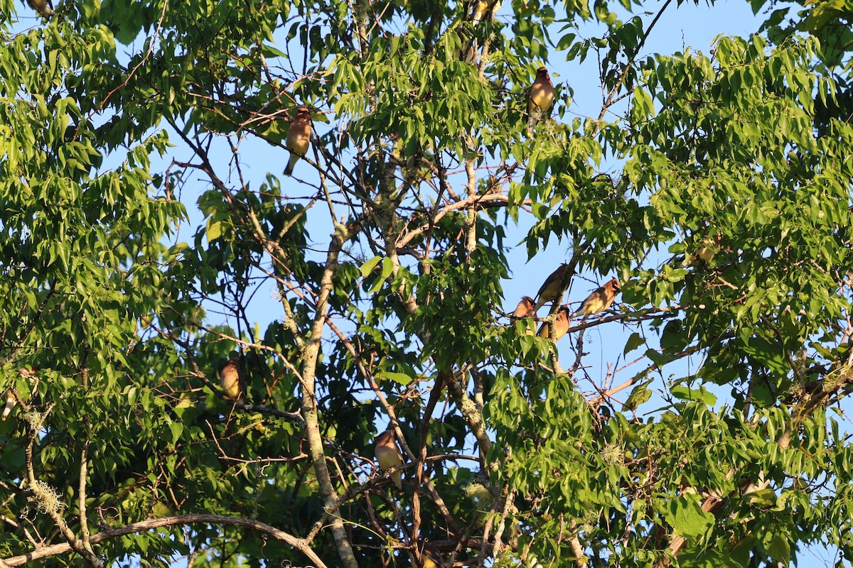 Cedar Waxwing - ML633929735
