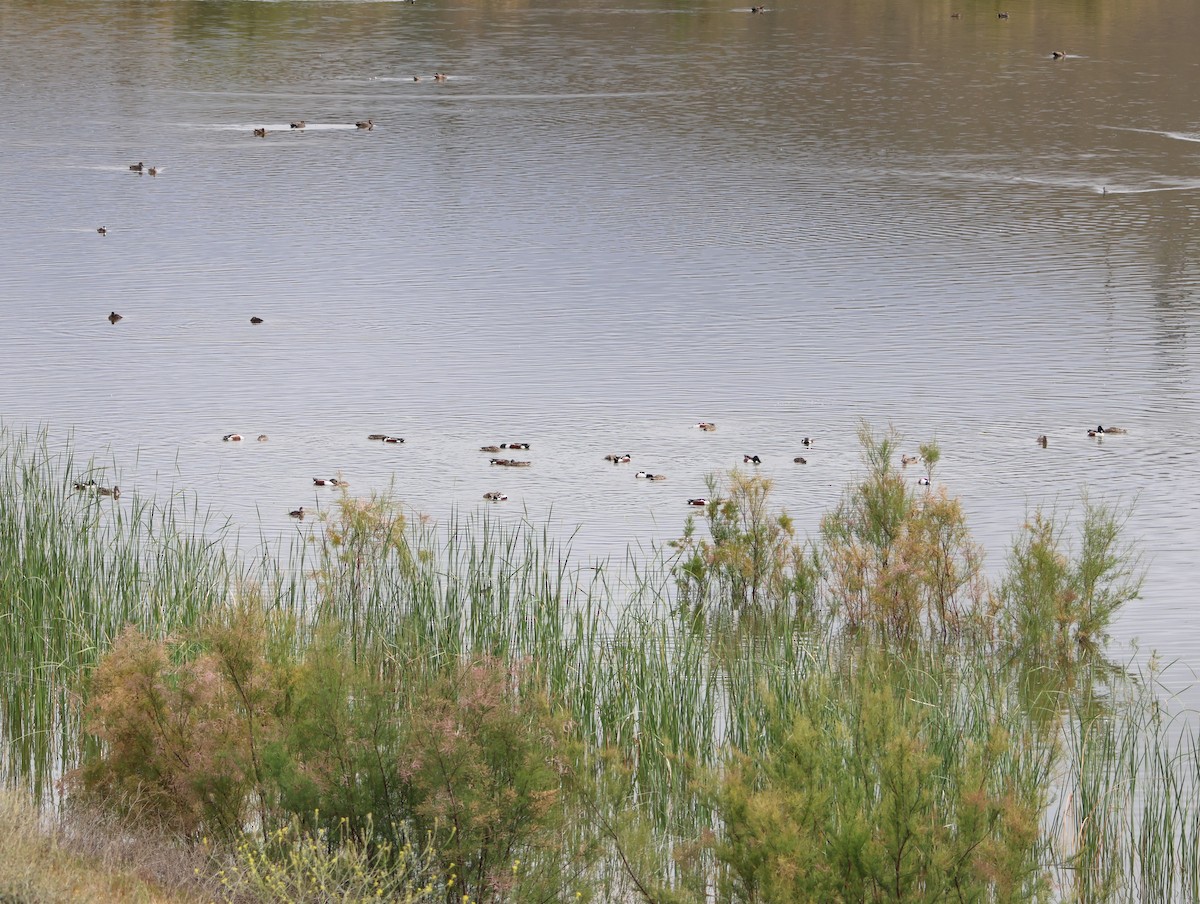 Northern Shoveler - ML633930217