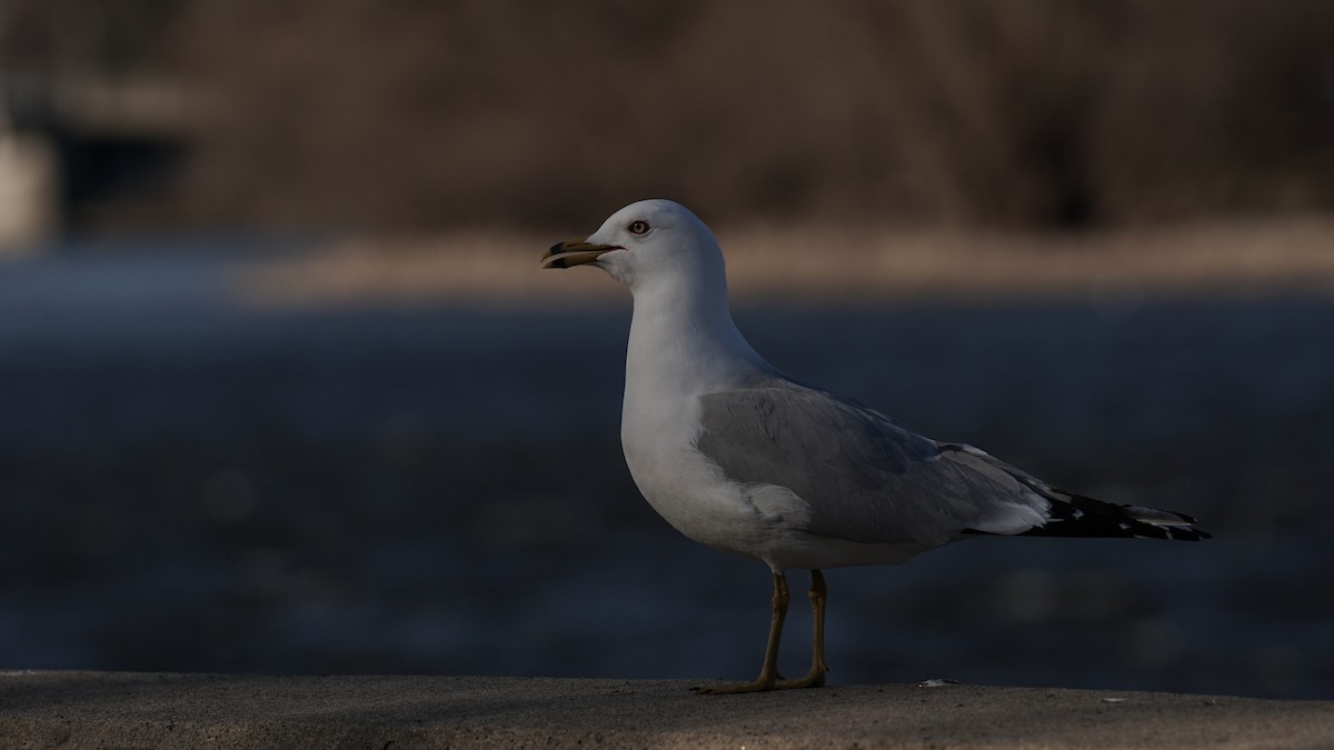 Ring-billed Gull - ML633930275
