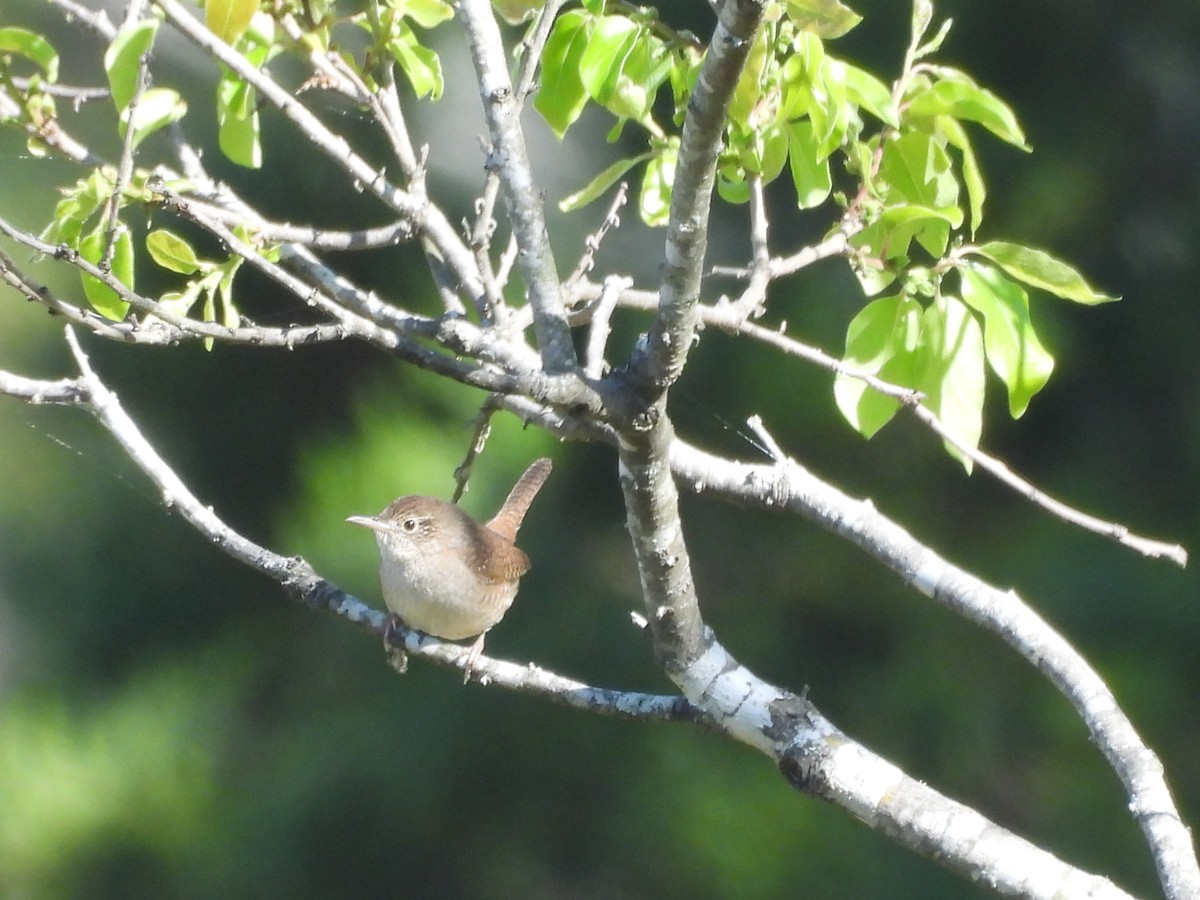 Northern House Wren - ML633930320
