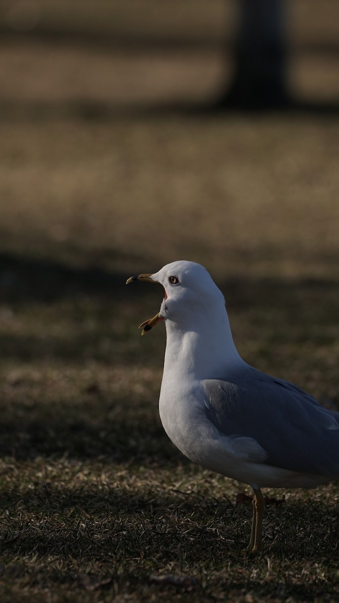 Ring-billed Gull - ML633930358
