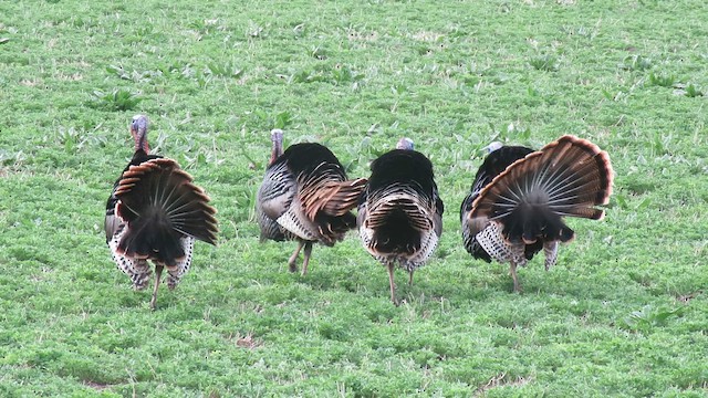 Wild Turkey - ML633930399