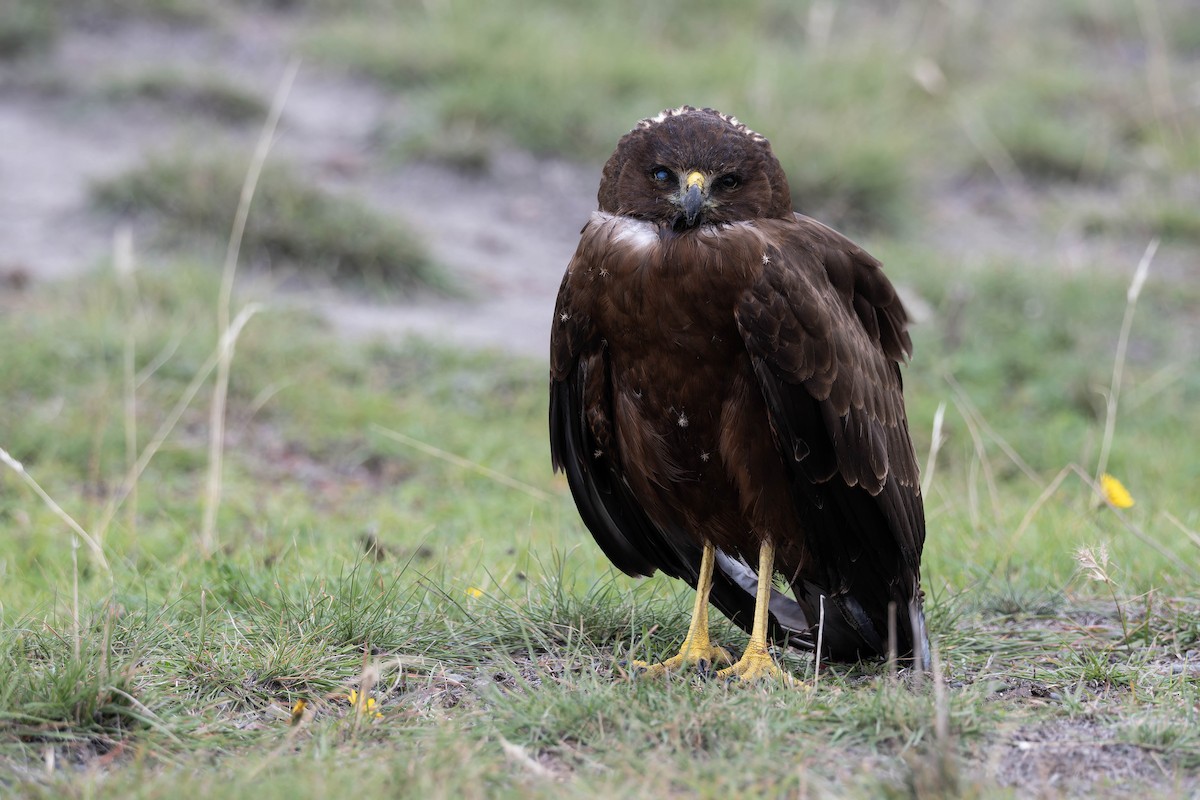 Swamp Harrier - ML633930419