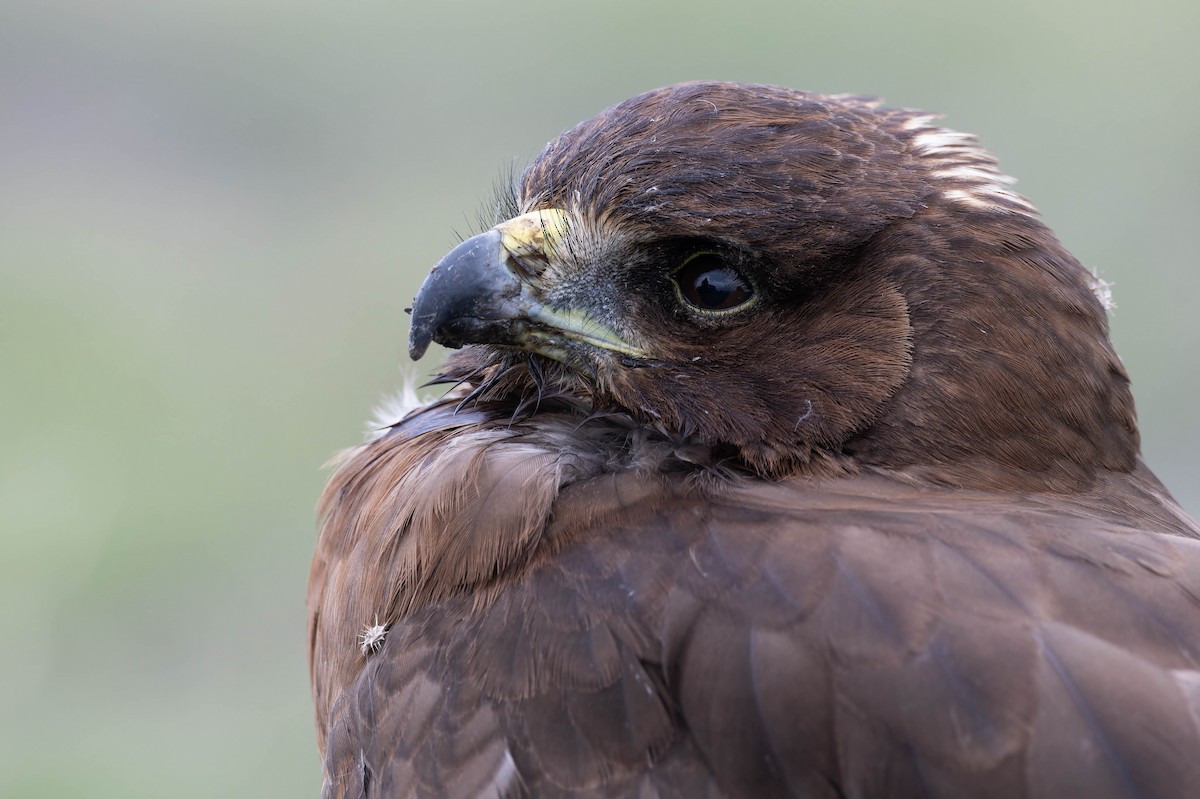 Swamp Harrier - ML633930423