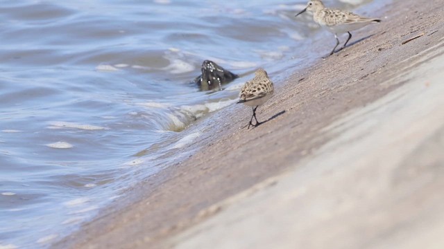 Baird's Sandpiper - ML633930452